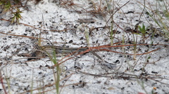 Aspidoscelis sexlineatus