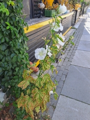 Alcea rosea