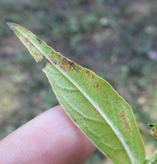Coleosporium