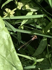 Ischnura denticollis