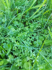 Galium palustre