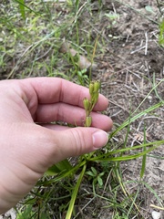 Liparis loeselii