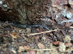 Plethodon cylindraceus