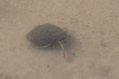 Clibanarius vittatus