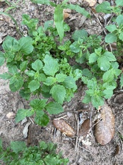 Malvastrum coromandelianum