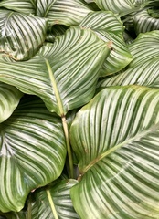 Goeppertia orbifolia