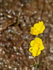 Utricularia striata