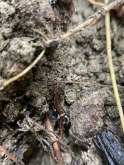 Desmognathus orestes