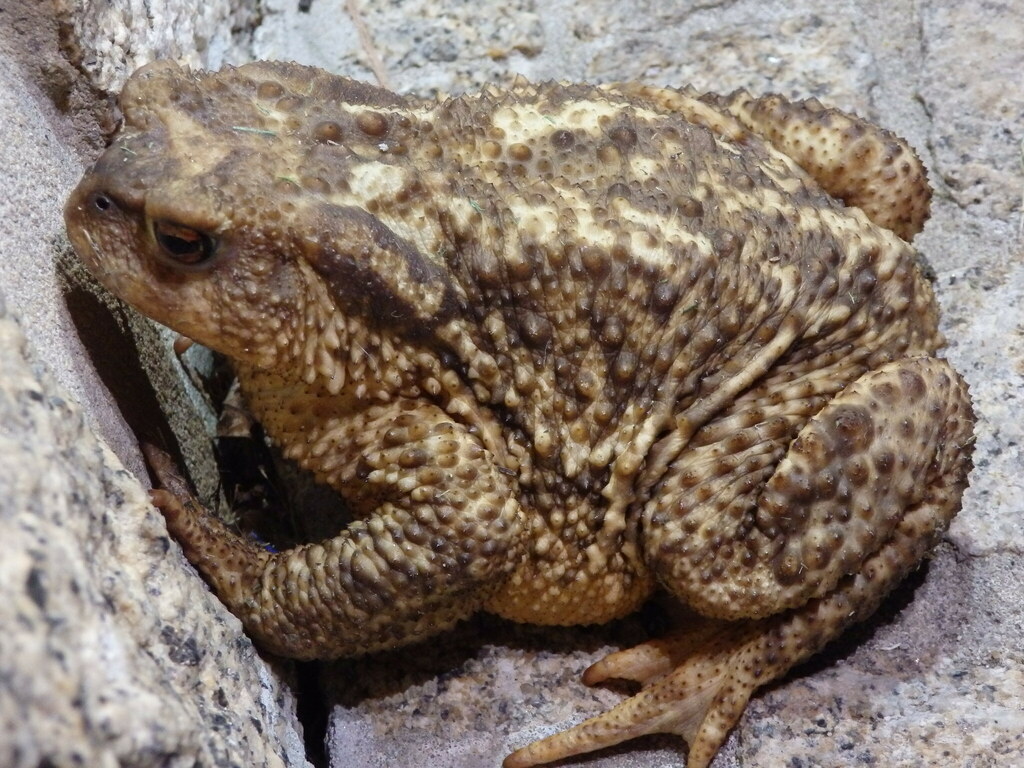 Spiny Toad from Arouca, 4540, Portugal on September 4, 2022 at 08:53 PM ...