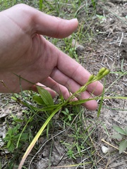 Liparis loeselii
