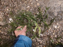 Verbenaceae
