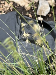 Bouteloua rigidiseta