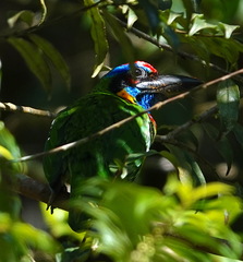 Psilopogon rafflesii