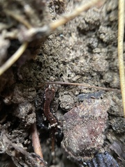Desmognathus orestes