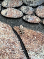 Cyphocleonus achates