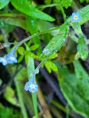Myosotis arvensis