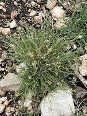 Bouteloua rigidiseta