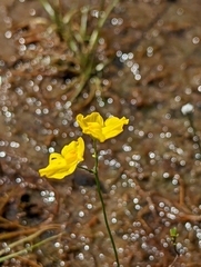 Utricularia striata