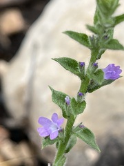 Verbena canescens