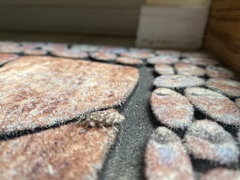 Cyphocleonus achates