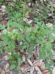 Bidens bipinnata