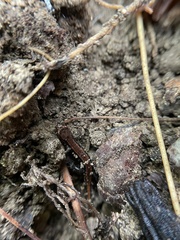 Desmognathus orestes