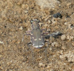 Cicindela repanda