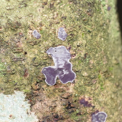 Phlebiopsis crassa