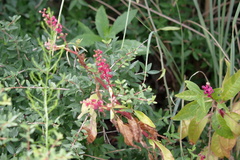 Phytolacca americana rigida