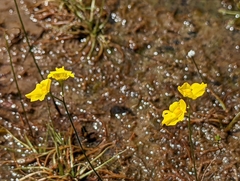 Utricularia striata