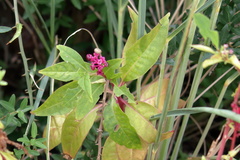 Phytolacca americana rigida