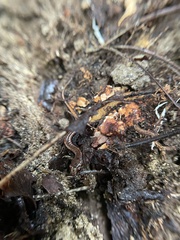 Desmognathus orestes
