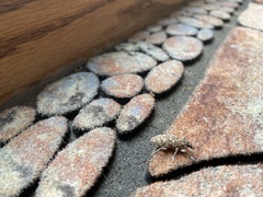 Cyphocleonus achates