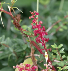 Phytolacca americana rigida