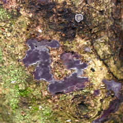 Phlebiopsis crassa