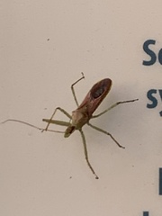 Zelus renardii