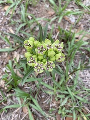 Asclepias viridis