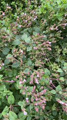 Origanum vulgare