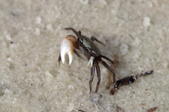 Minuca longisignalis