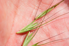Elymus diversiglumis