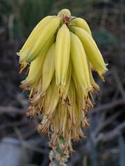 Aloe vera