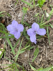 Ruellia