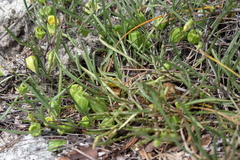 Physalis angustifolia
