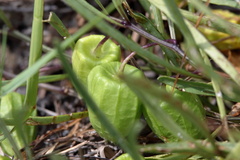 Physalis angustifolia