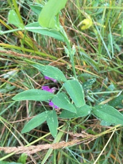 Lathyrus palustris