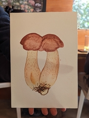 Boletus pinophilus