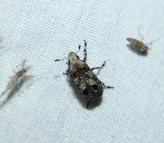 Euparius marmoreus