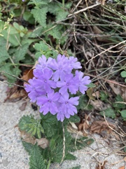 Verbenaceae