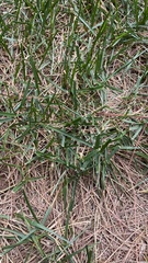 Poa pratensis