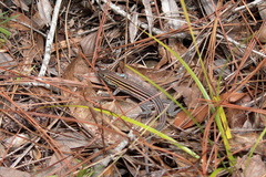 Aspidoscelis sexlineatus